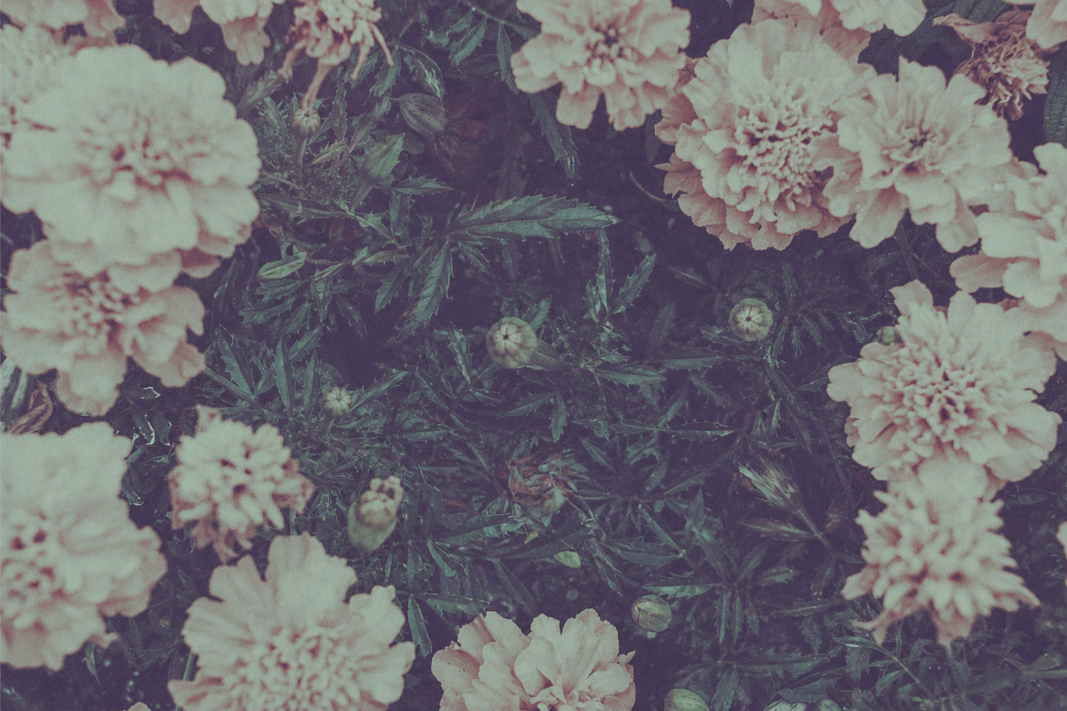 STEMS — EP